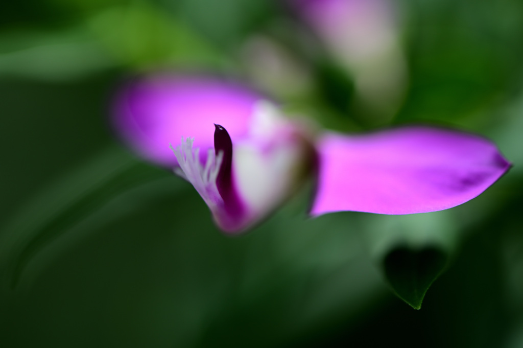 植物園にて　４