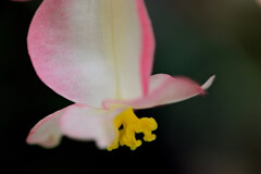 花の蝶