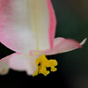 花の蝶