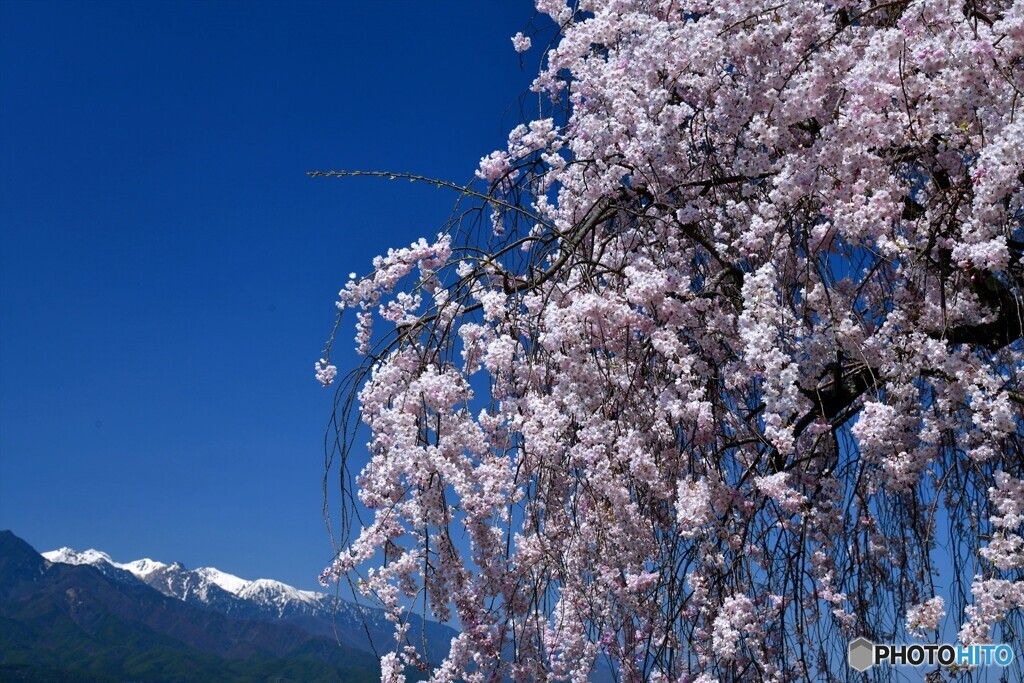 泉龍院の桜