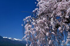 泉龍院の桜