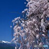 泉龍院の桜