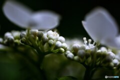 紫陽花