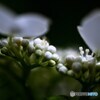 紫陽花