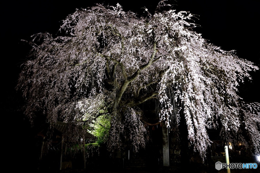 萩原　森山神社の桜