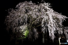 萩原　森山神社の桜