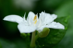 雨上がり