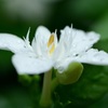 雨上がり