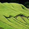 収穫には…
