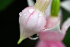 水滴　３
