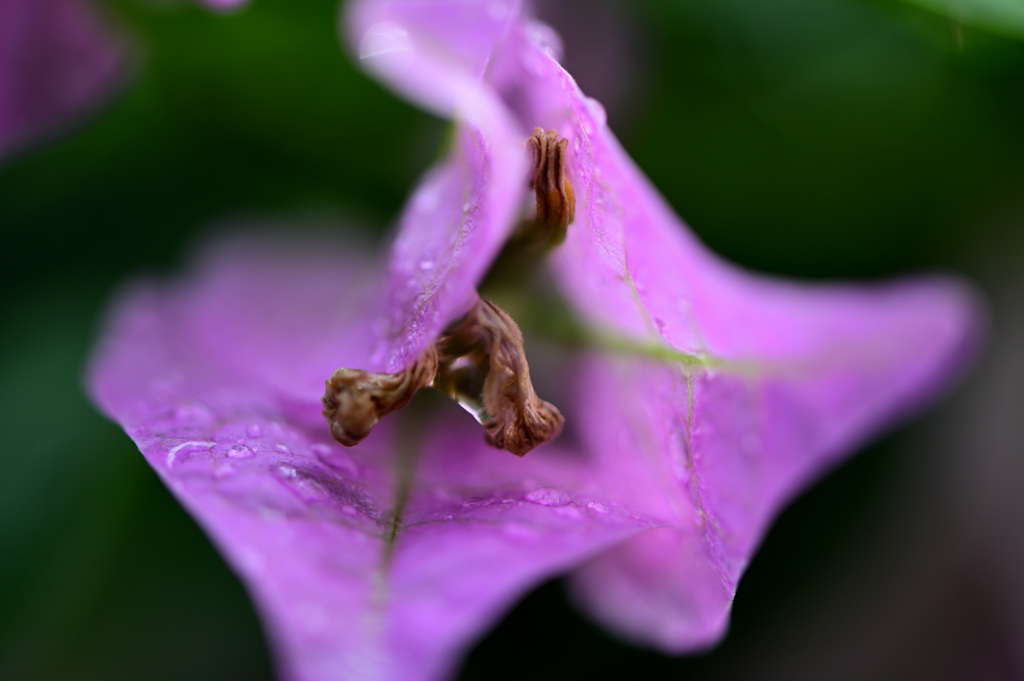 植物園にて　２