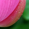 雨の名残