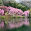 中綱湖の大山桜