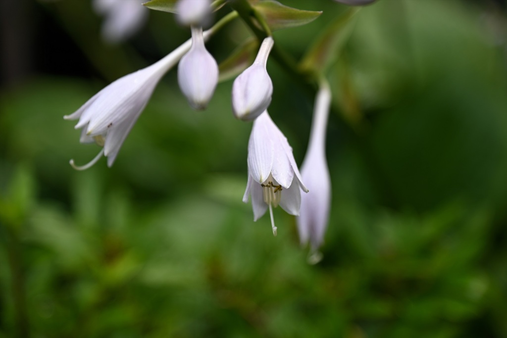 庭の小花　２