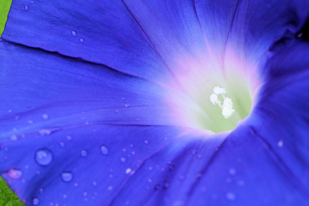 朝顔　２