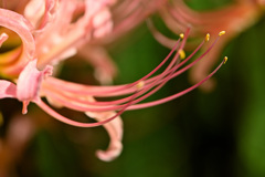 曼珠沙華　３