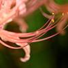 曼珠沙華　３