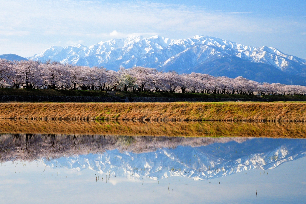 シンメトリー