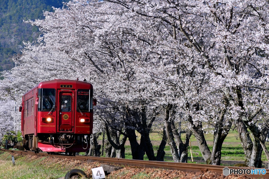 長良川鉄道と桜