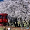 長良川鉄道と桜