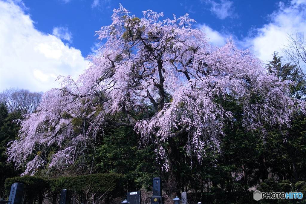 木祖村の桜