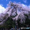 木祖村の桜