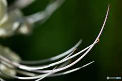 曼珠沙華　２