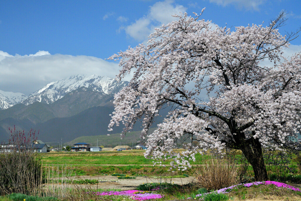 名もなき桜