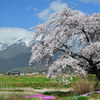 名もなき桜