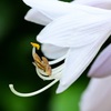 白いライン