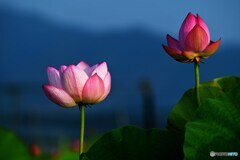 蓮田