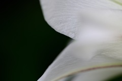 ライン