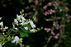 紅白の萩の花