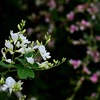 紅白の萩の花