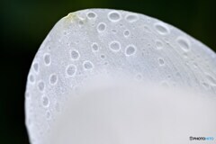 裏から見ると