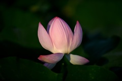 ひっそりと
