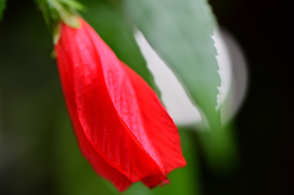 深紅