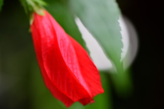 深紅