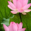 大賀蓮