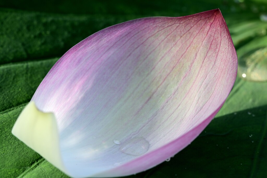 落花
