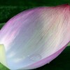 落花
