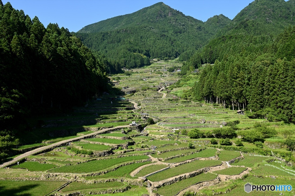 四谷の棚田