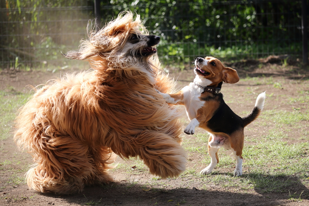 愛犬LEO