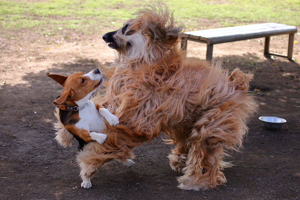 愛犬LEO