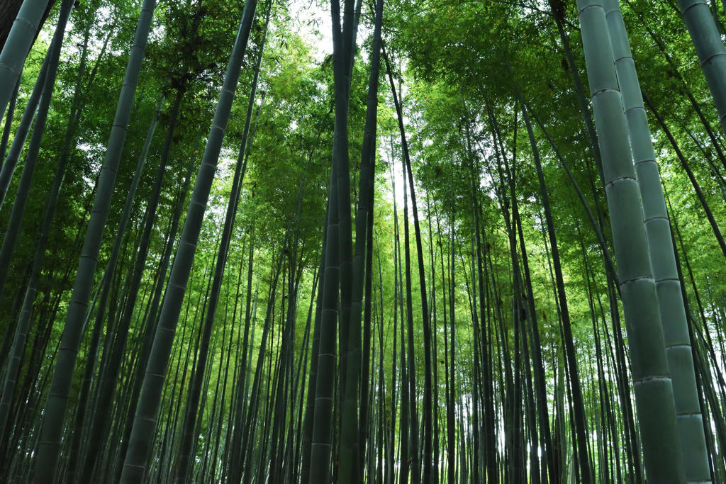 水戸偕楽園:竹林