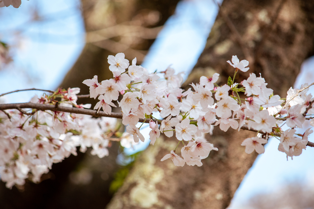 桜