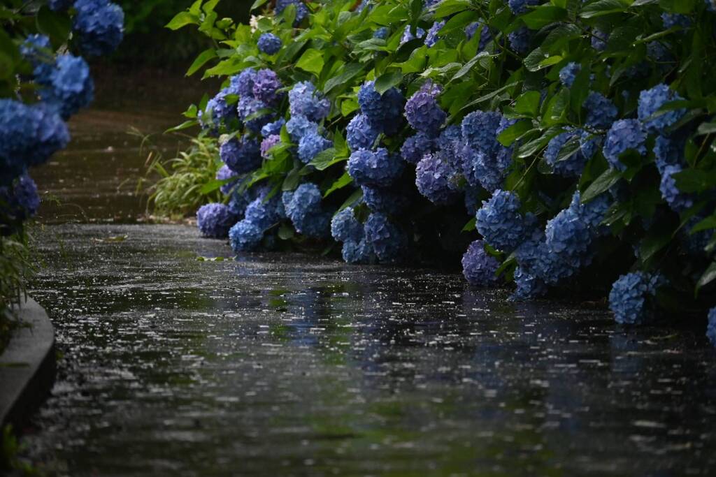 雨と紫陽花