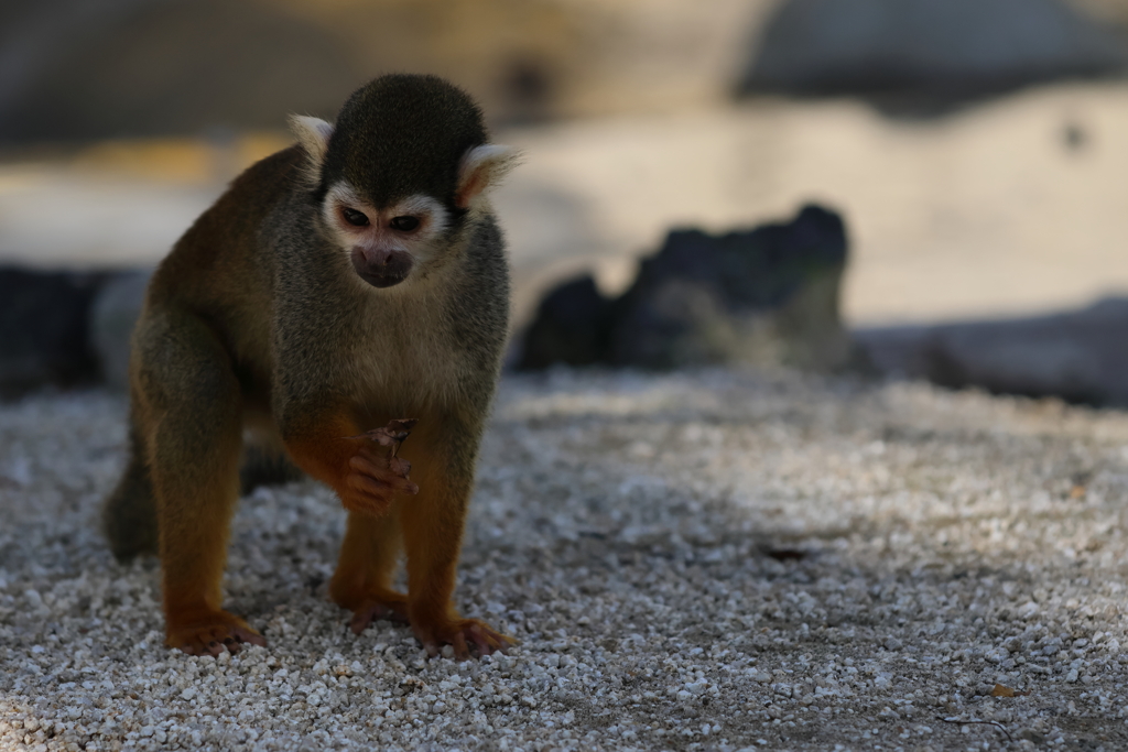 東武動物公園