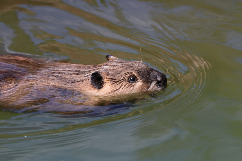 東武動物公園