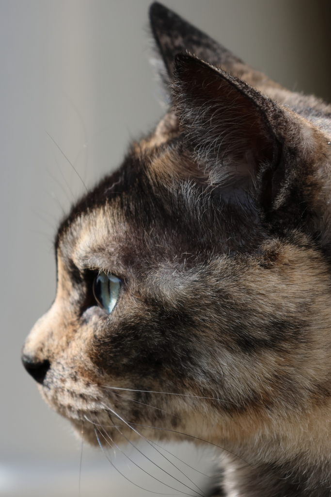 うちの猫たち